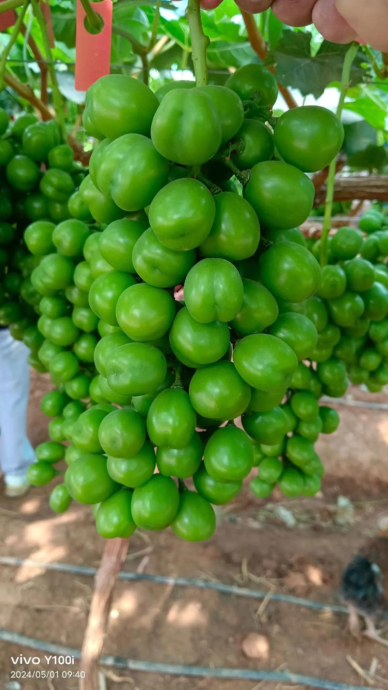 先正達集團中國 優(yōu)質(zhì)農(nóng)資肥料熱銷，助力現(xiàn)代農(nóng)業(yè)騰飛