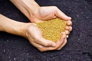 如何科學施肥，有效提升化肥利用率