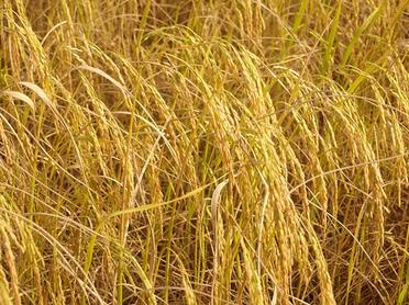 中央財(cái)政精準(zhǔn)發(fā)力，土流網(wǎng)與肥料補(bǔ)貼協(xié)同助力農(nóng)業(yè)現(xiàn)代化